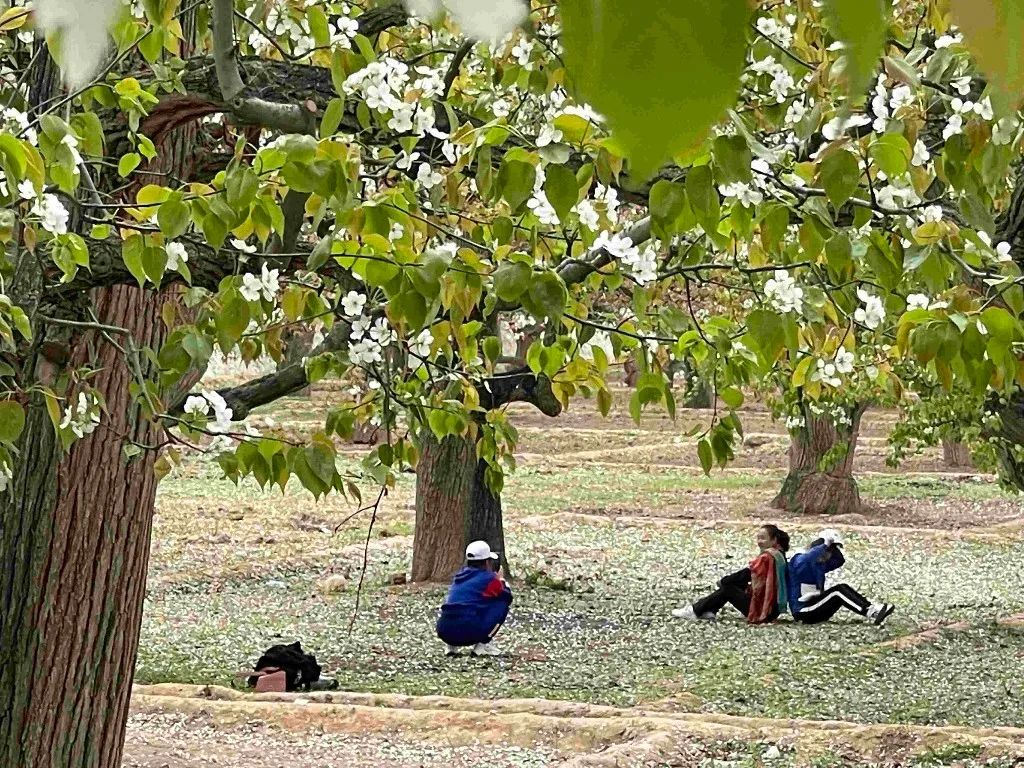 48元 梨花树下看景 品茶 享美食 再不报名赏花就得等一年 手机新浪网