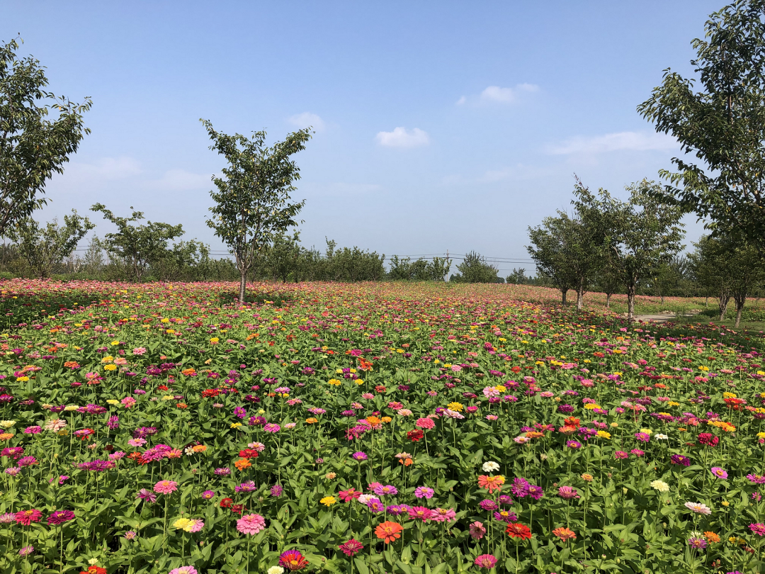 推窗眺望花开如海桐乡主城区将新增70亩花海