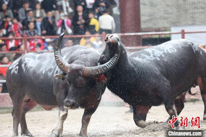 滇黔桂斗牛齐聚广西侗乡三江争夺牛王