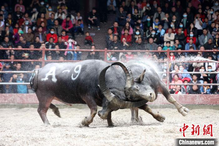 滇黔桂斗牛齐聚广西侗乡三江争夺牛王