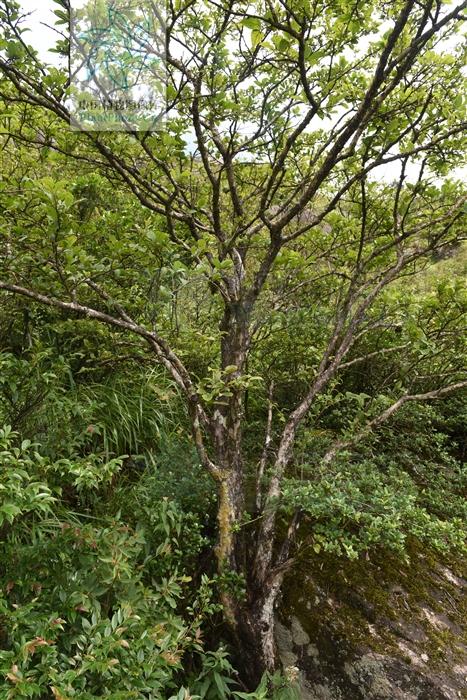 白檀见过吗消炎软坚治治乳腺炎淋巴腺炎