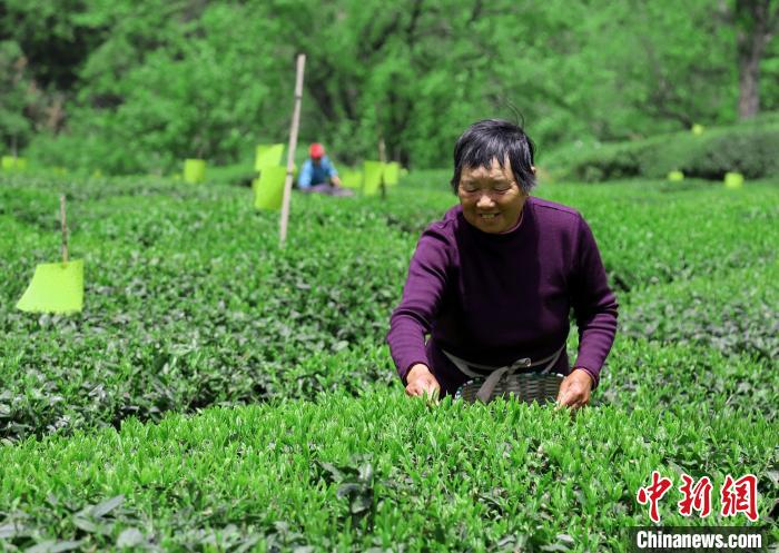 茶农采摘新茶 黄俊军 摄