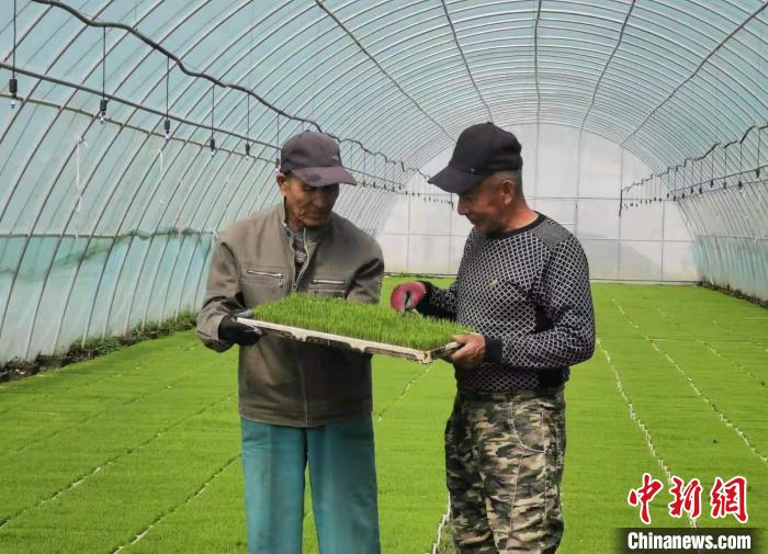 花塔村村民正在育秧大棚内看秧苗。杨杰英 摄