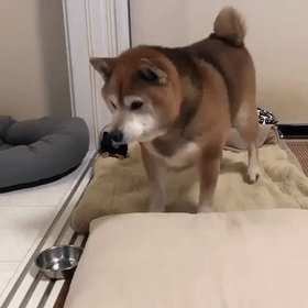 网友家的柴柴,脾气想当火爆,每次饿了就会疯狂敲碗暗示铲屎官开饭.