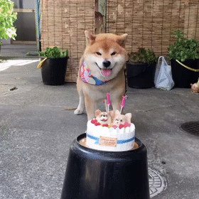 阿拉斯加过生日居然自己唱起了生日歌画面超可爱