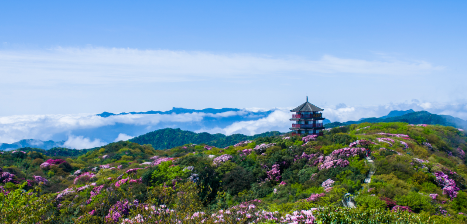 60万株杜鹃花盛放在即金佛山邀你赴一场花海盛宴