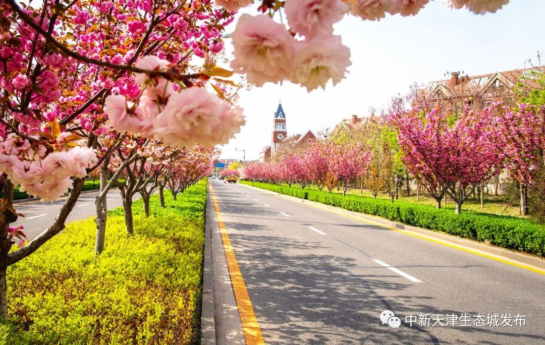 天津这条浪漫樱花街等你打卡