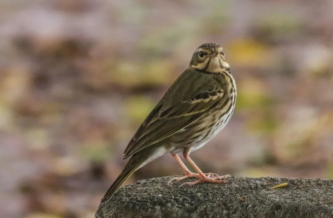 被惊艳到了在东莞逛原来这里的风景这么好看