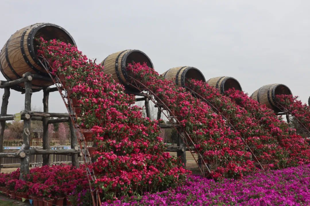 崇明1875岁实有人口中776已接种新冠疫苗花博会相关人员接种率达995