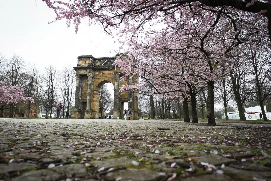英国格拉斯哥，春天来临，当地樱花绽放。