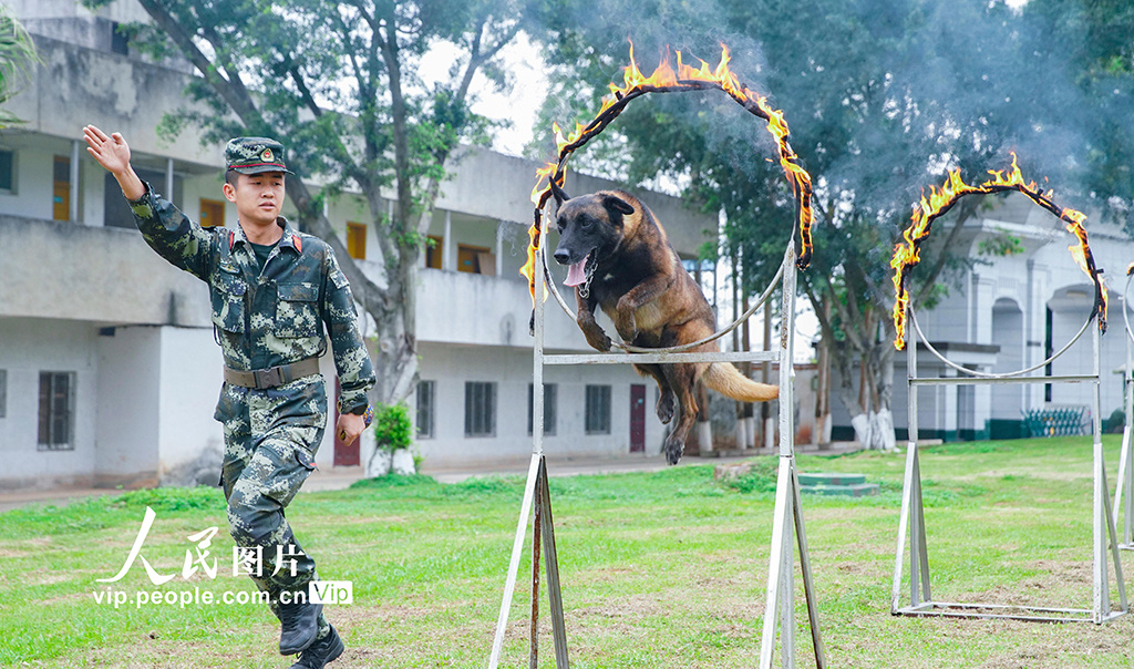 广西南宁强化训练提升军犬实战能力