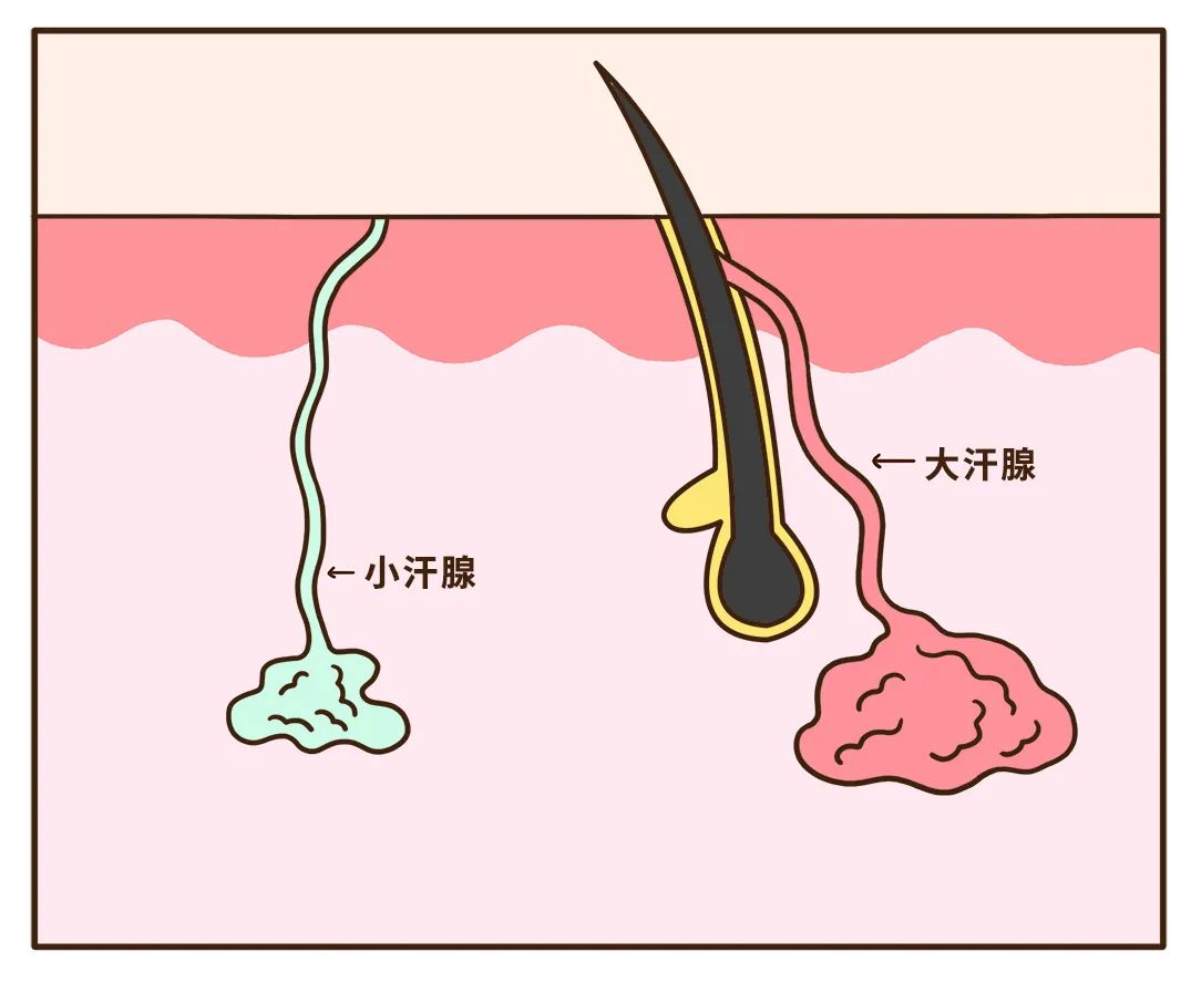 大汗腺和小汗腺人出汗,主要是通過兩種汗腺怎麼變臭了好好的汗找個洞