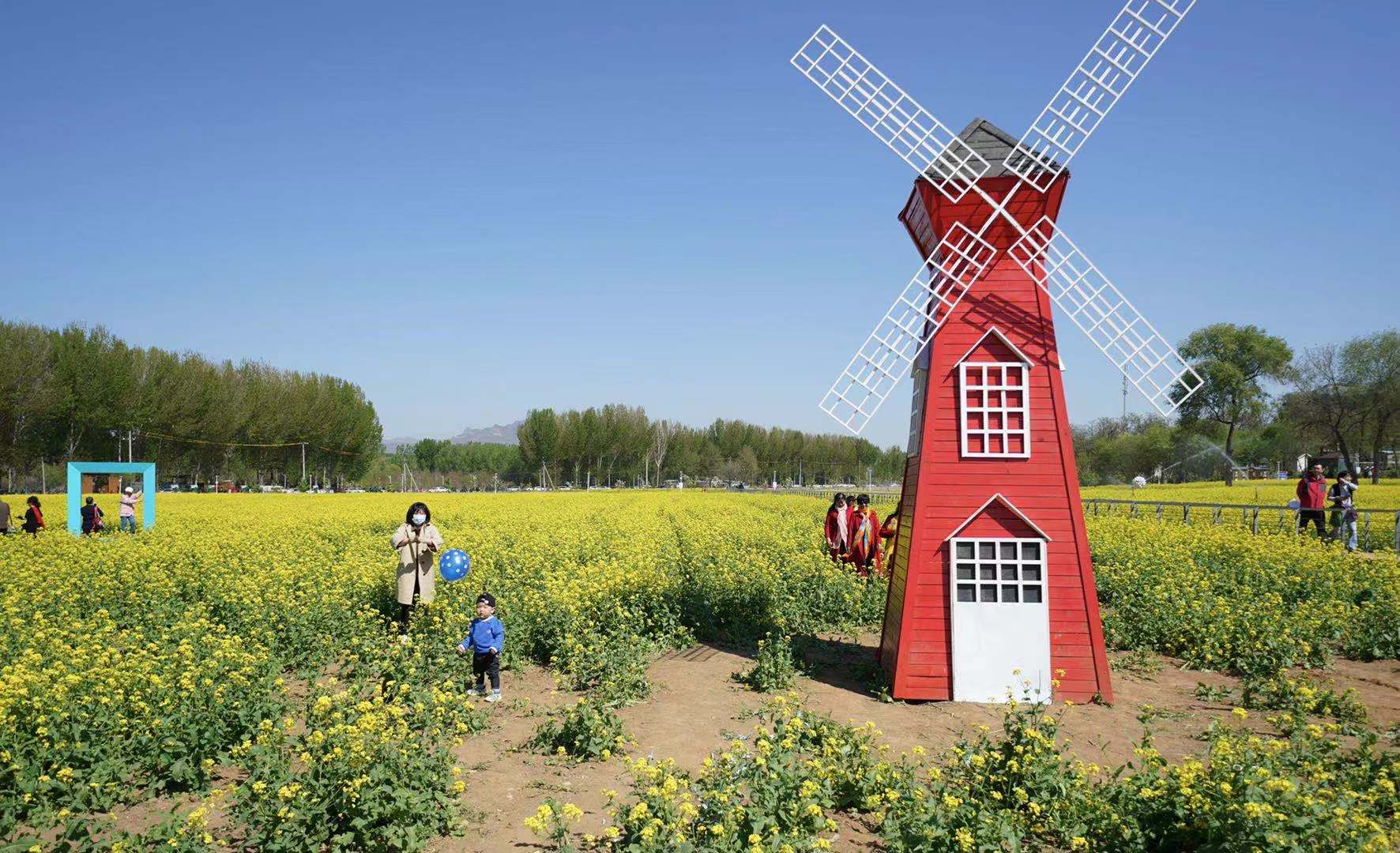 油菜花海又双叒叕盛放了,来丰台这个怪村"打卡"吧!