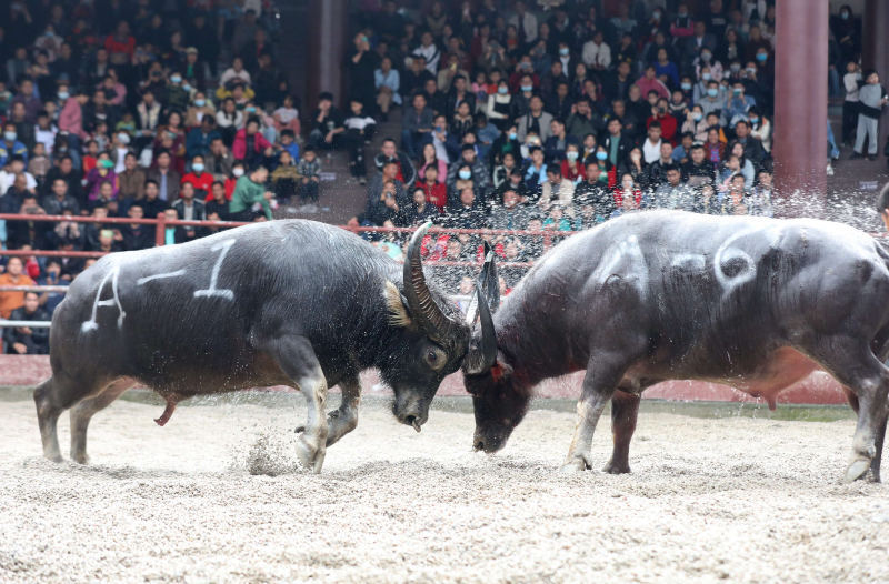 日前,在广西三江侗族自治县月也侗寨景区鸟巢斗牛场,两头"牛王"正在
