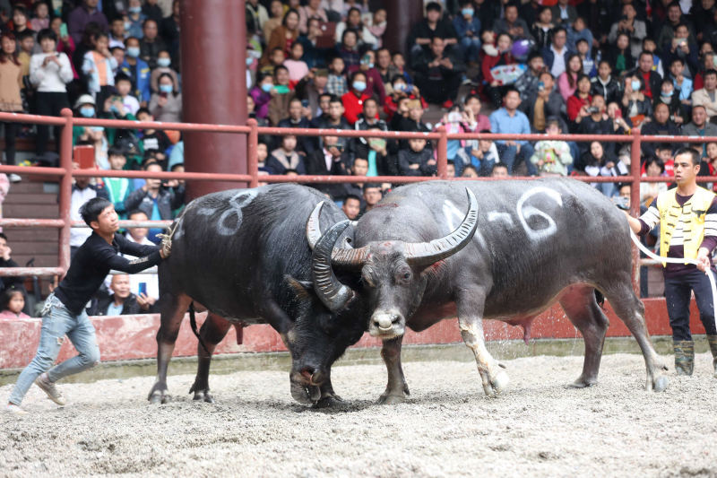 组图:侗乡牛王争霸庆佳节|斗牛|侗族|龚普康_新浪新闻