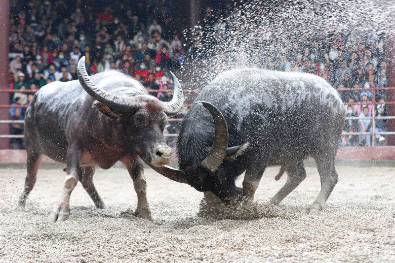 日前,在广西三江侗族自治县月也侗寨景区鸟巢斗牛场,两头"牛王"正在
