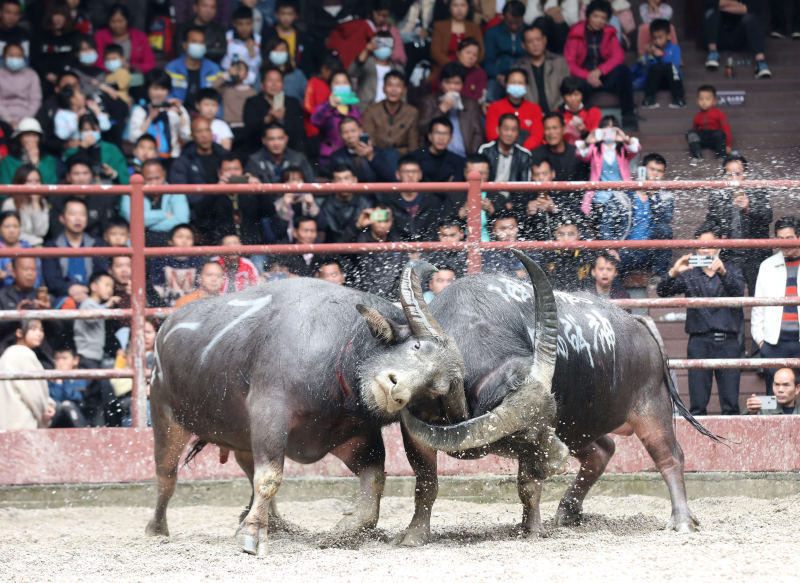 日前,在广西三江侗族自治县月也侗寨景区鸟巢斗牛场,两头"牛王"正在