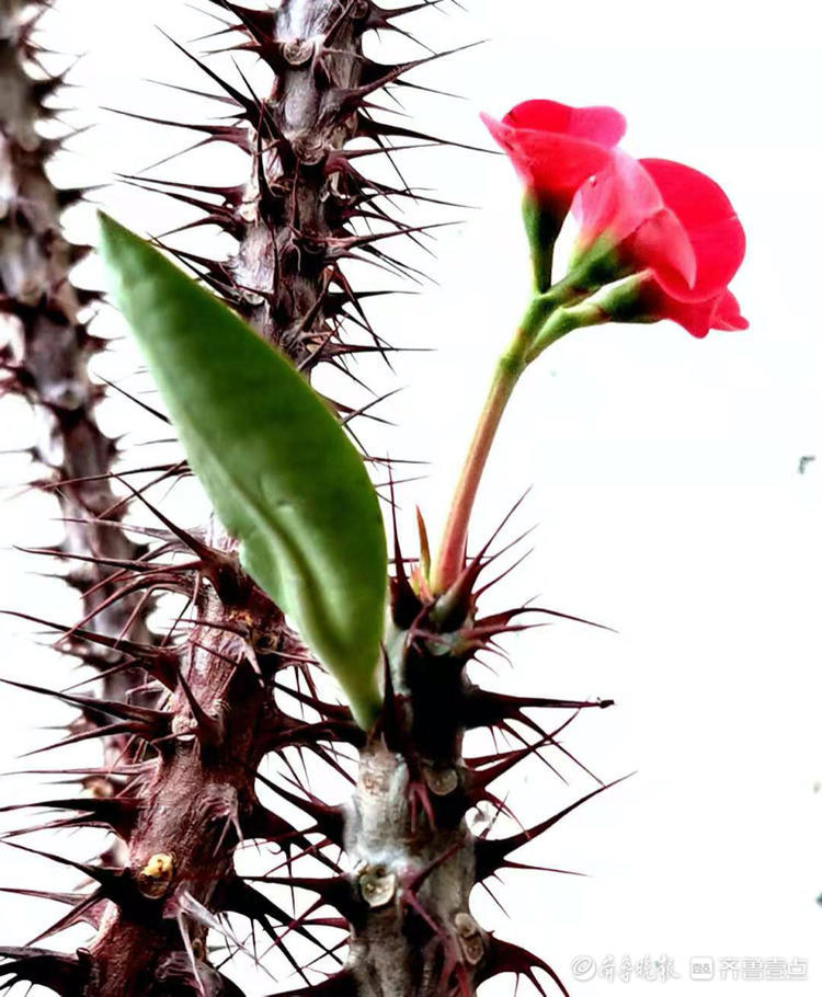 4月15日,家属院楼下的刺梅开出了鲜红的小花,花枝干上长满了长刺,仿佛