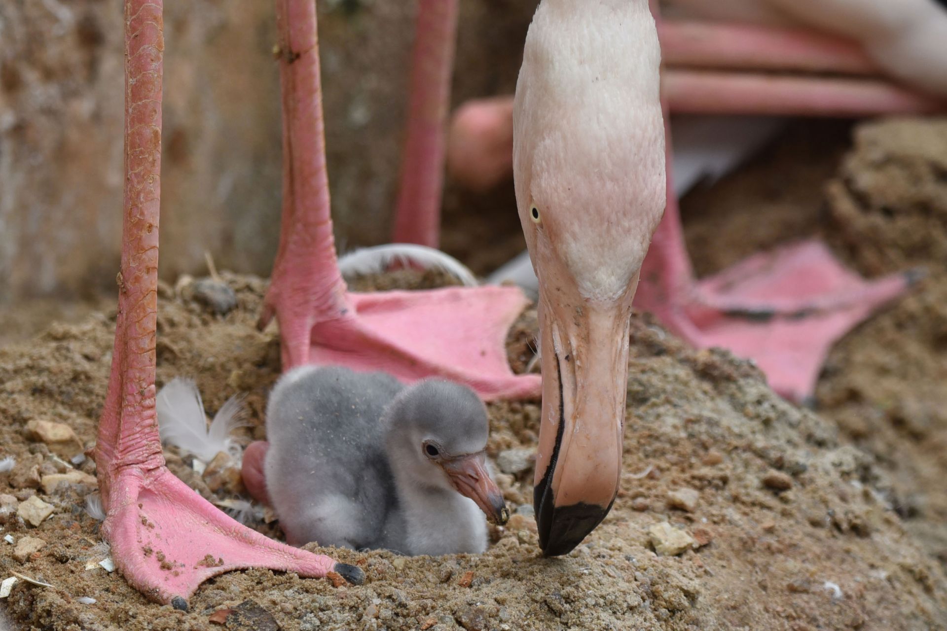 火烈鸟家族在深圳逐渐壮大