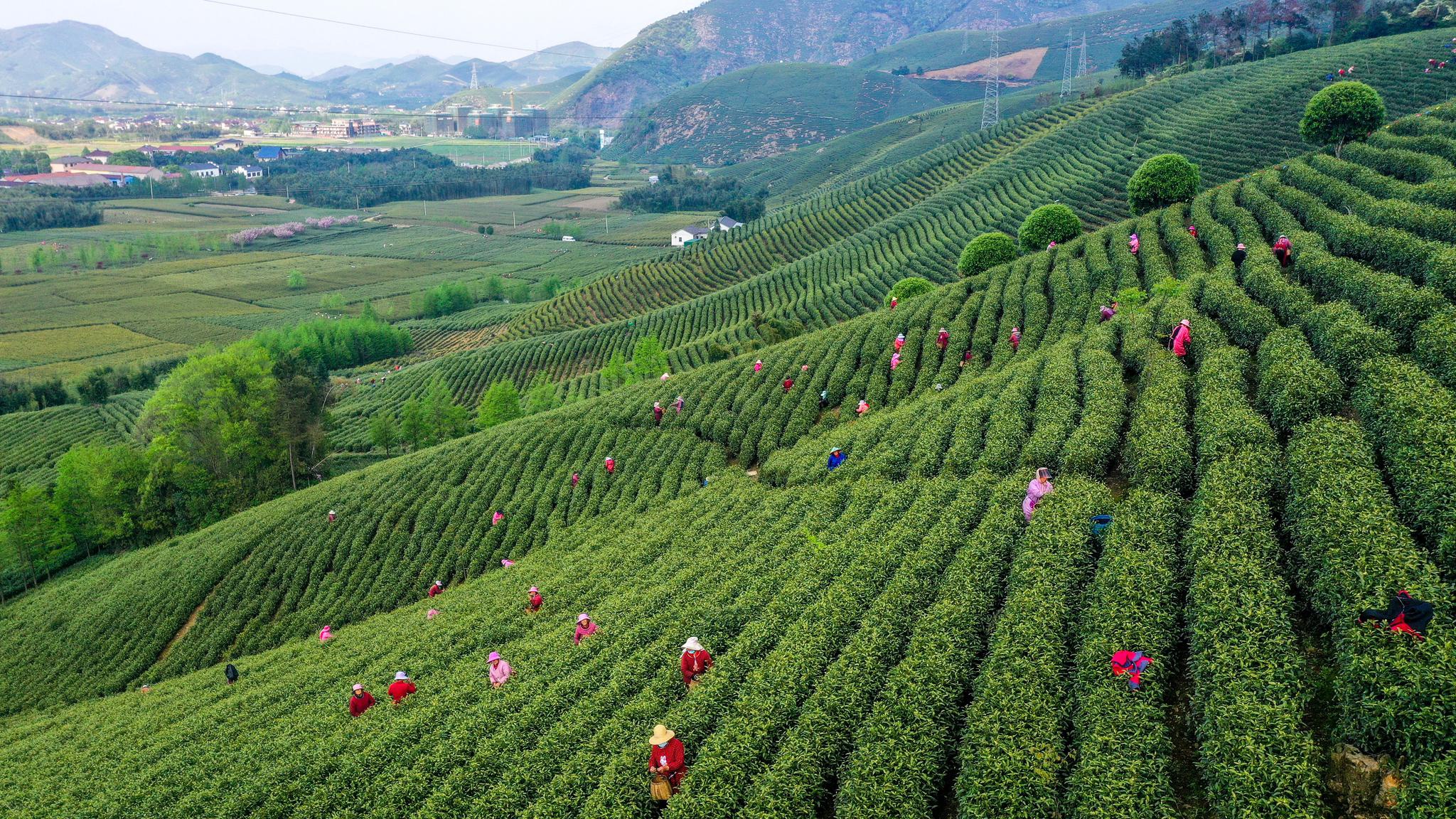 4月19日,湖州市长兴县和平镇方家庄村茶山上,茶农们赶在谷雨前采摘