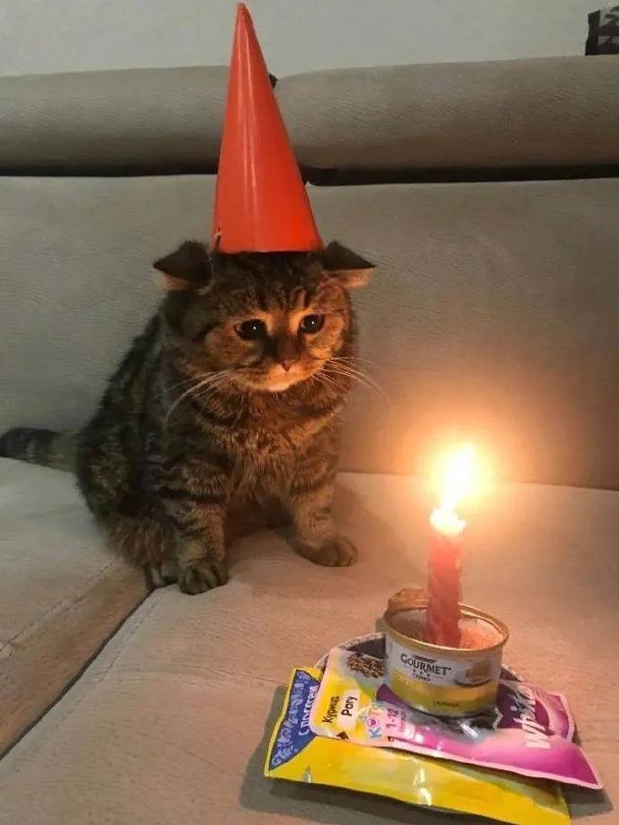生日不快乐猫猫又可怜又好笑