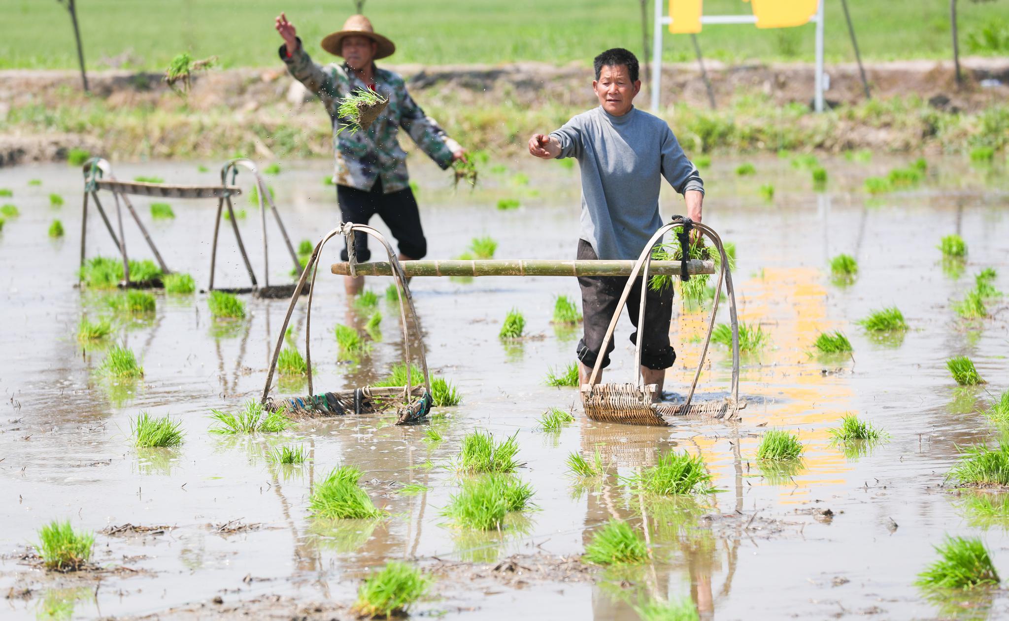 德清谷雨将至农事忙