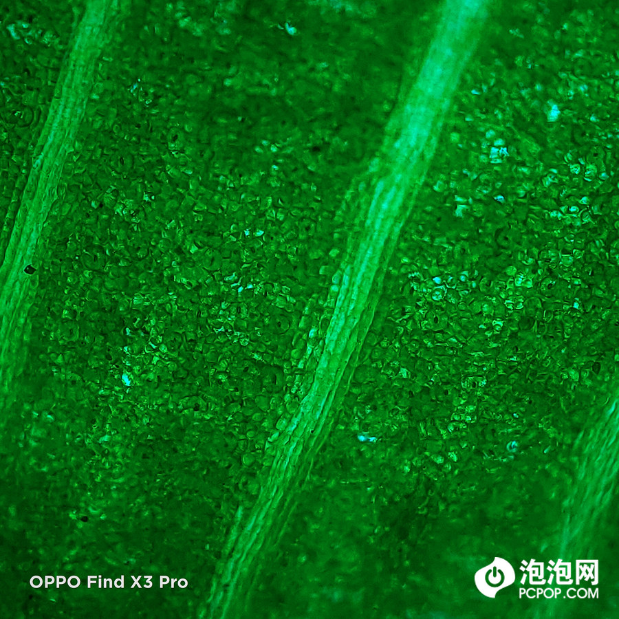 贝塔实验室oppofindx3挑战显微镜微距摄影