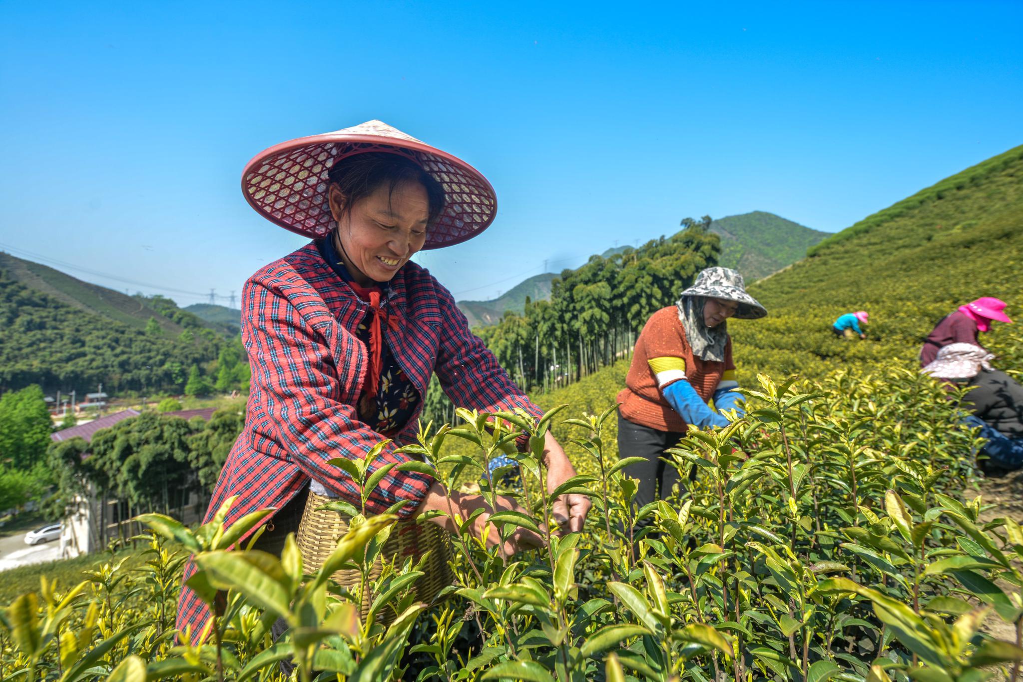 湖州:茶农抢采"谷雨茶"