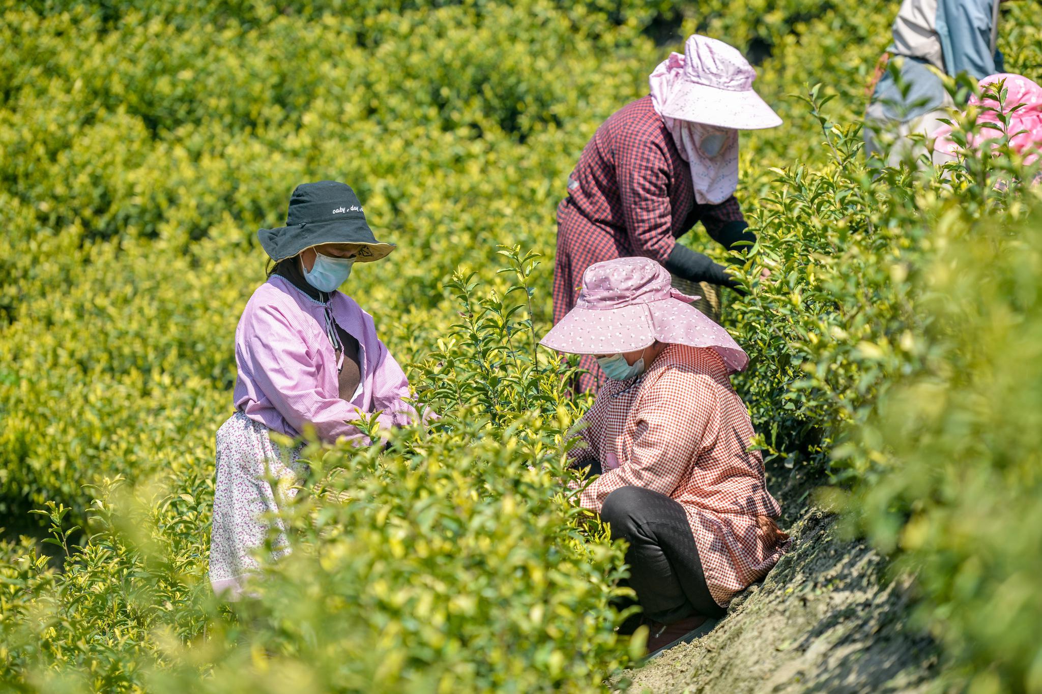 湖州:茶农抢采"谷雨茶"