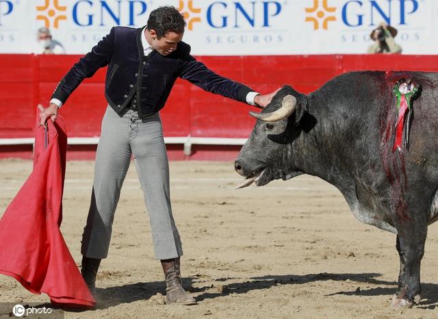 墨西哥斗牛士与公牛搏斗精彩纷呈险象环生