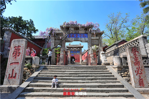 泰山孔子登临处:烂漫夺目一片紫 香风吹尽花如瀑|泰山_新浪新闻