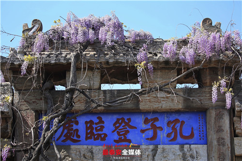 泰山孔子登临处烂漫夺目一片紫香风吹尽花如瀑