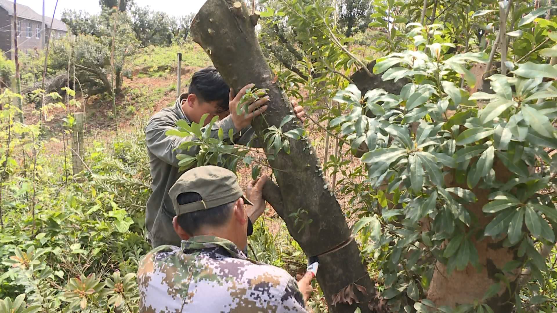 长兴兰溪两地杨梅嫁接 首批果子马上就要上市啦!