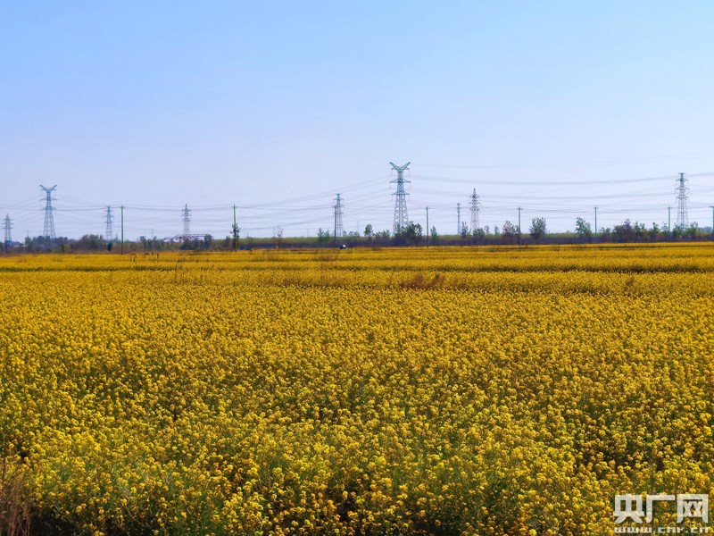 天津市静海区蔡公庄镇油菜花开（央广网发 陈晓轩摄）