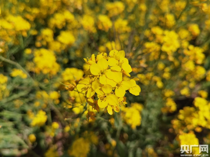 天津市静海区蔡公庄镇油菜花开（央广网发 陈晓轩摄）