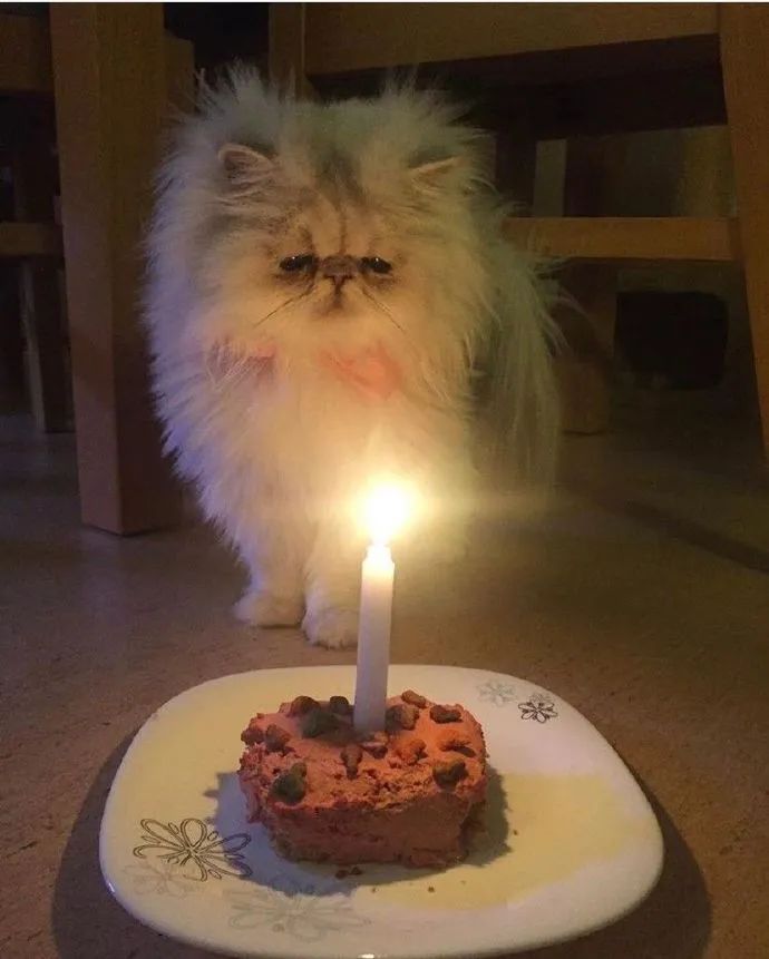 生日不快乐猫猫又可怜又好笑