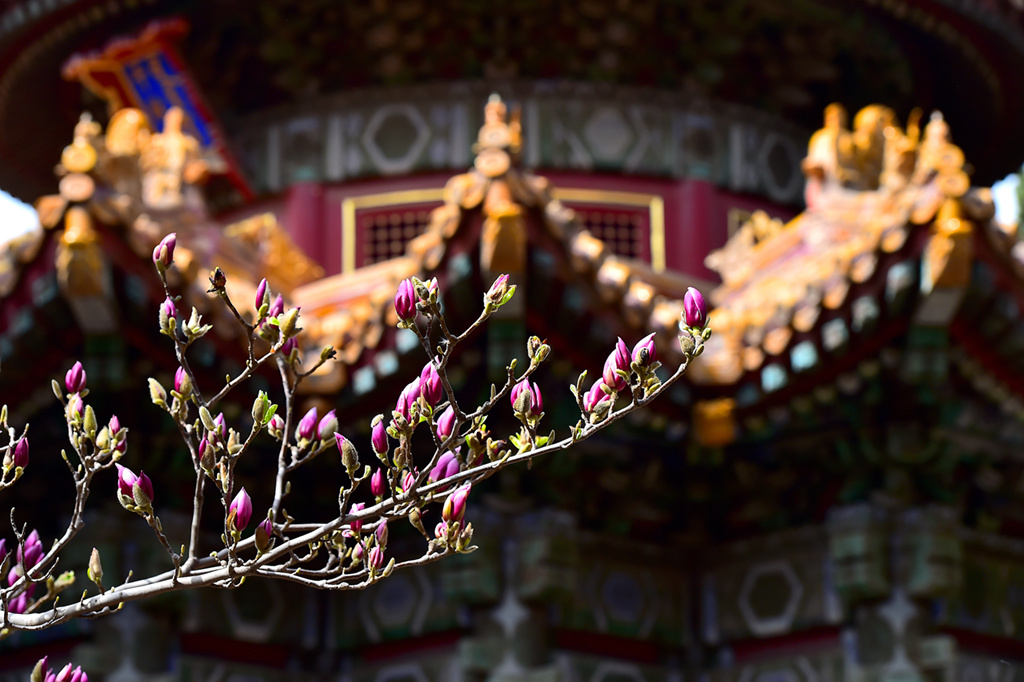 北京:故宫红墙黄瓦映春花