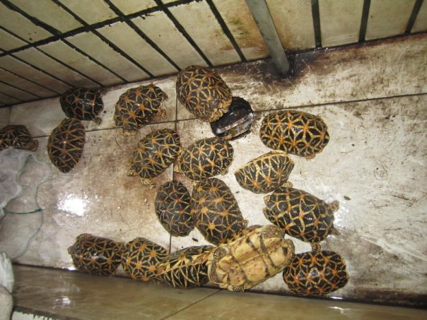 2017年3月，深圳海关截获165只活体濒危龟和71只活体剧毒蝎子。