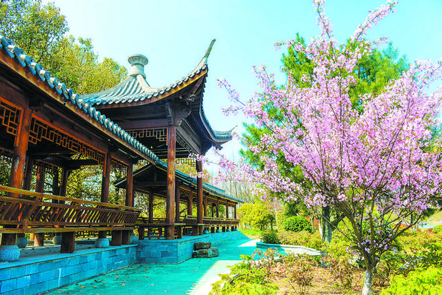 近年来,淮安工业园区精心打造2200亩的古盐河生态公园,种植广玉兰