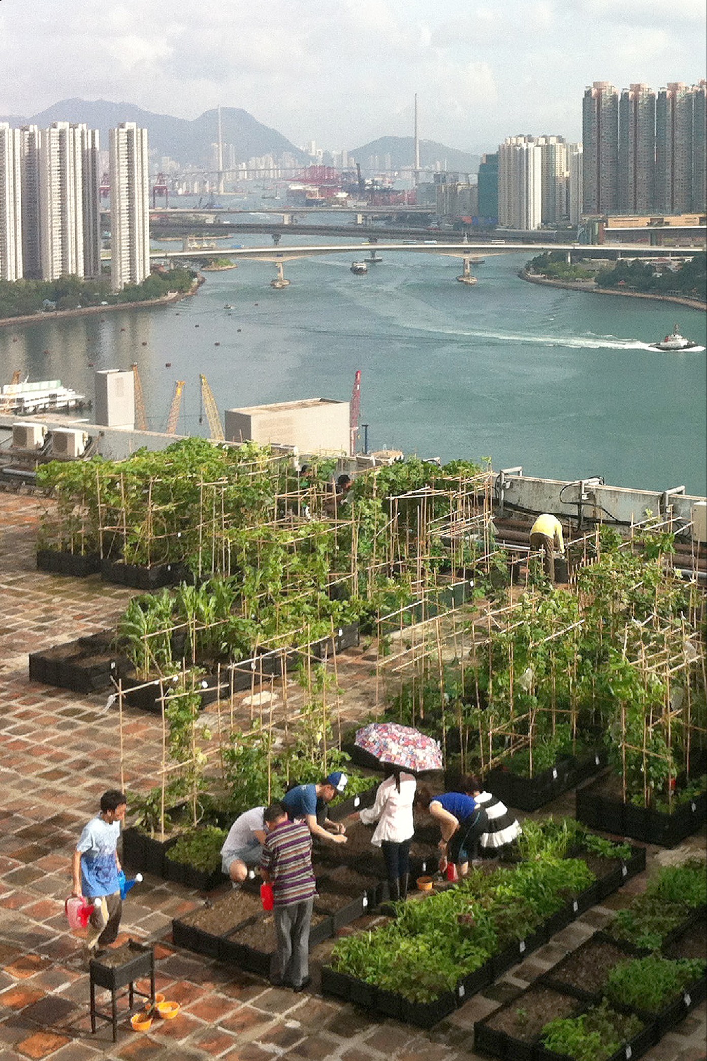 城市农夫在香港荃湾city farm屋顶农场上耕种,该农场位于九龙与新界区