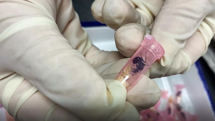 2021年2月18日，上海海关查获活体蚂蚁406只，该申报品名为“牙科耗材”的海外进境邮件包裹。