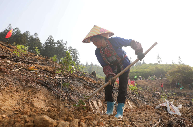 在三江侗族自治县洋溪乡红岩村,一名妇女在种植油茶苗.龚普康摄