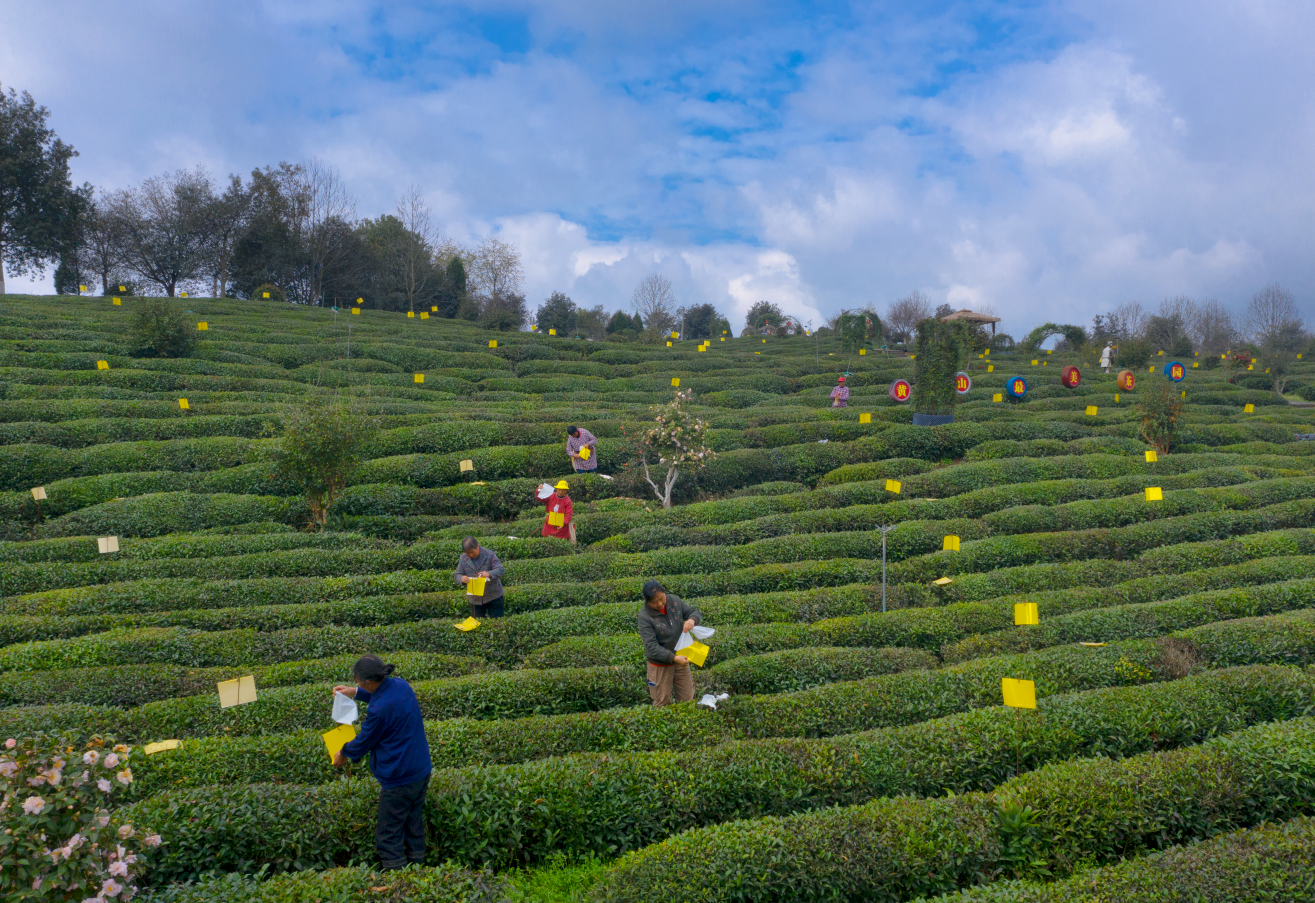安徽黄山名茶之乡绿色防控种出生态茶