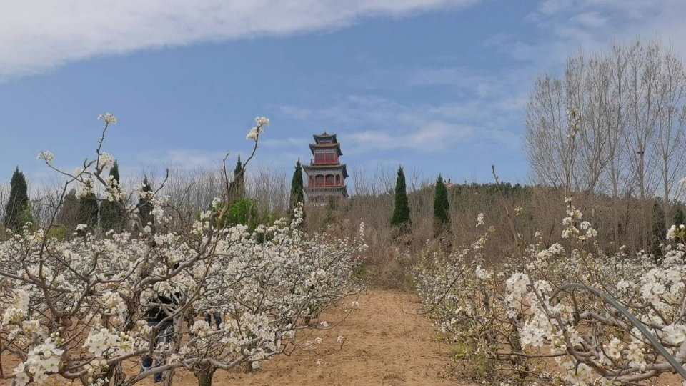 昌邑市举办第十二届山阳梨花节梨花搭台产业唱戏