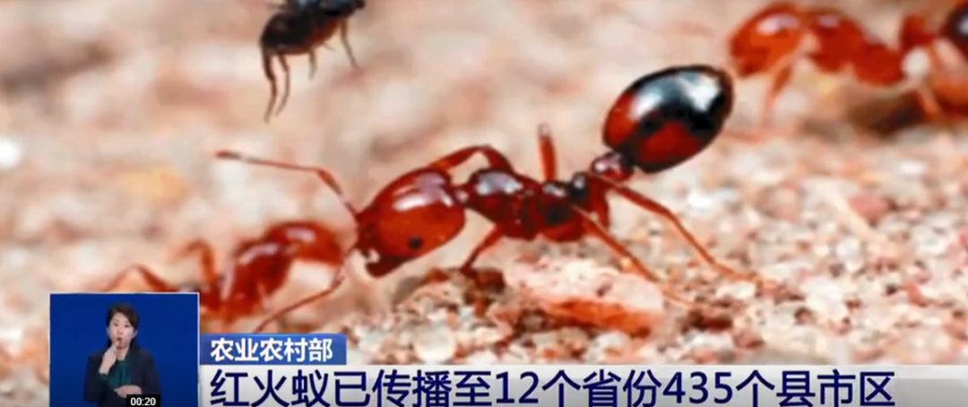 尤其是近5年来新增红火蚁发生县级行政区191个,较2016年增长了一倍.