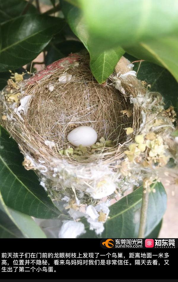 东莞一小区再现猫头鹰幼崽这次是一窝