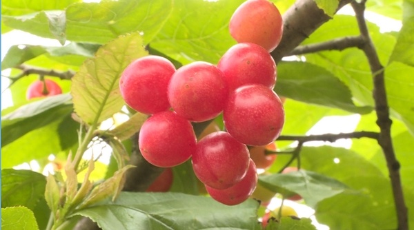 时下正值樱桃上市的季节,日前,普定县定南街道办金华社区富明黑珍珠