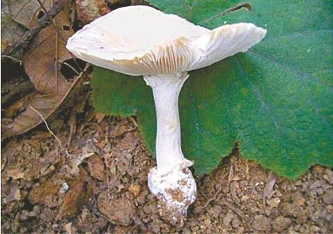 广东常见的剧毒蘑菇白毒伞(致命鹅膏).