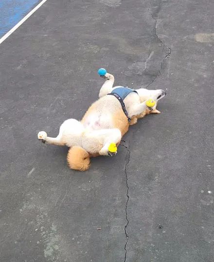 阿柴耍赖不想回家,主人趁机在它脚上放玩具,它依旧不起来!