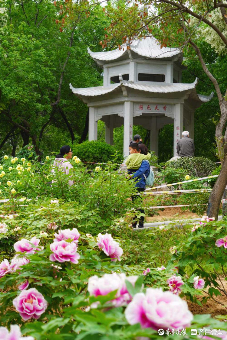 济南泉城公园牡丹唯美绽放醉游人|泉城公园|牡丹|花开_新浪新闻